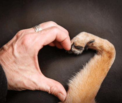 Hundepfote und menschliche Hand
